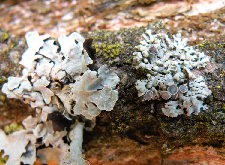 In Francia, in vista del Monte Bianco....